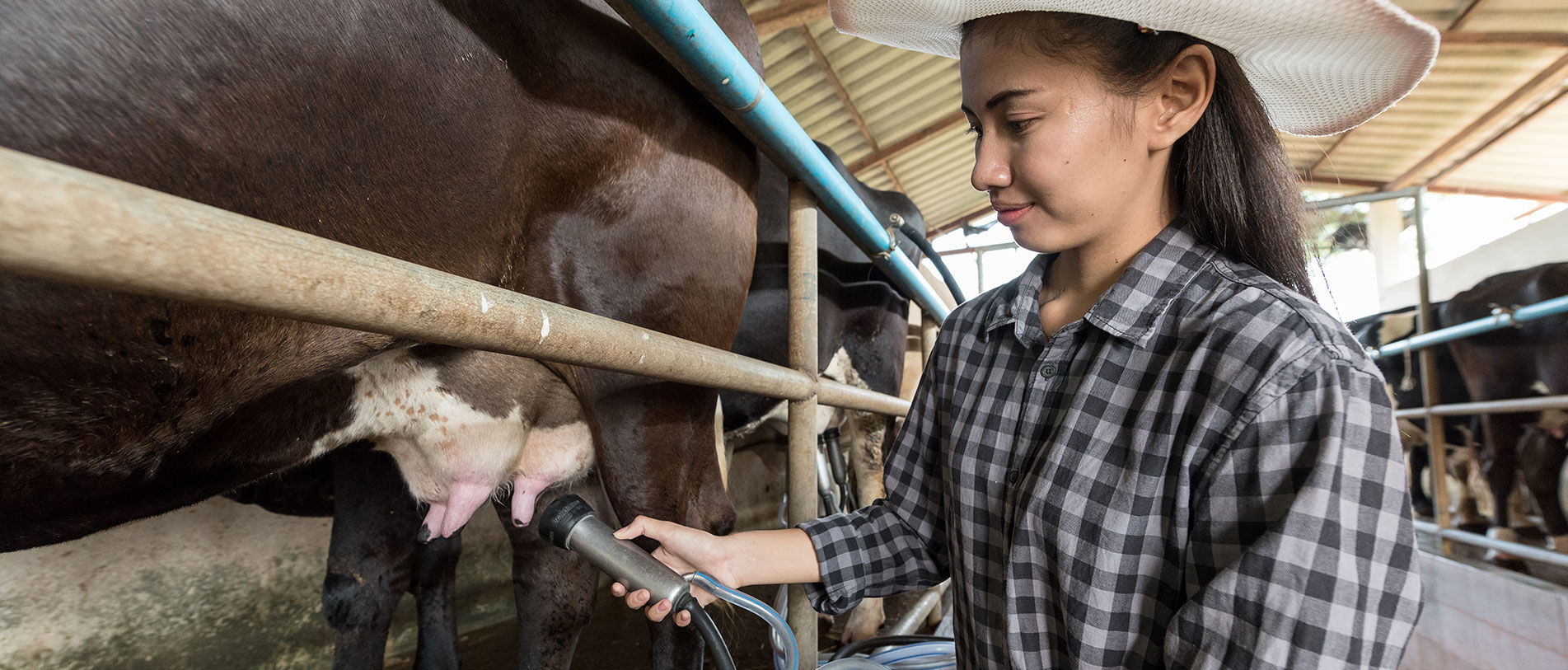 Japanese Student Milking cow