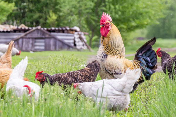 Australian farm animals
