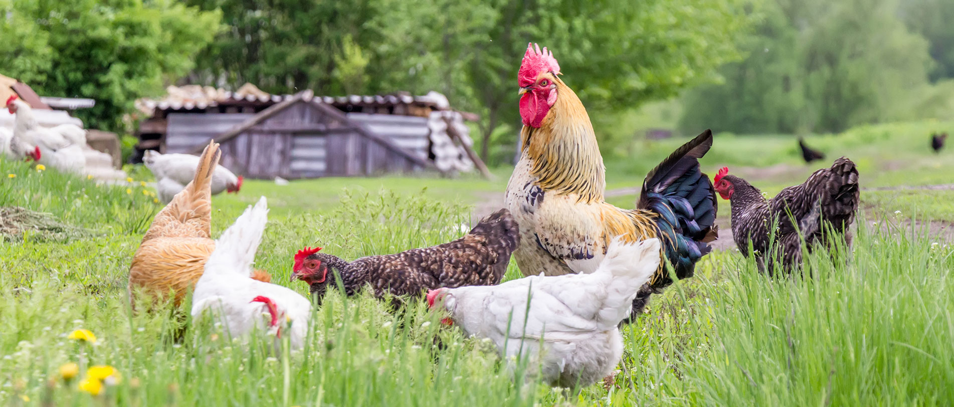 Australian farm animals
