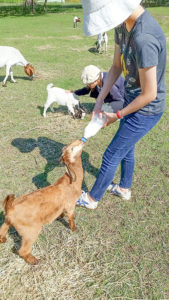 bottle feed baby animals