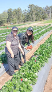 pick australian strawberries